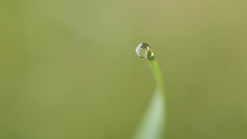 Single Droplet