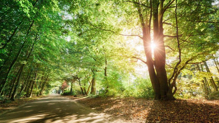 Sunny Forest Walk