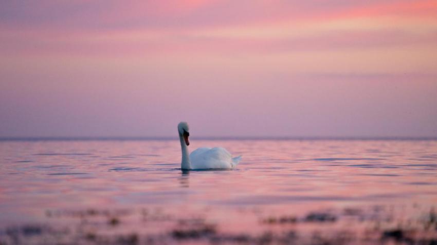 Swan at sunset   Eno, Denmark