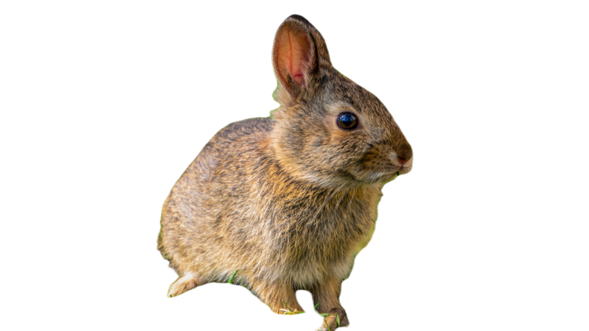 Bunny 5014814