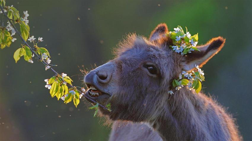 DonkeyFeast