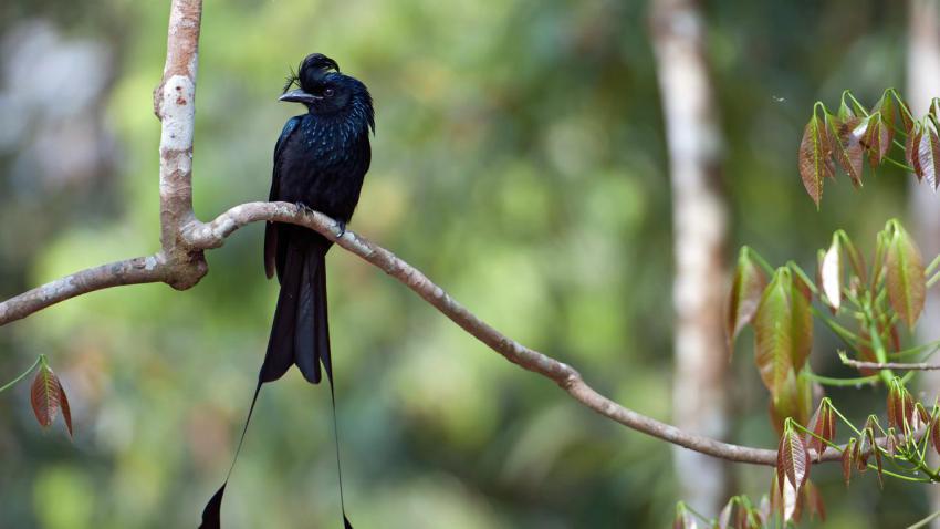 DrongoBird