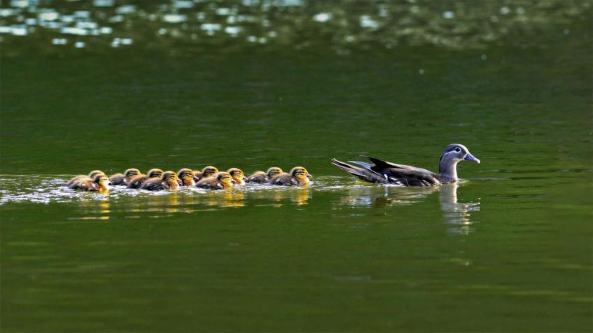 DuckHen 1920x1080