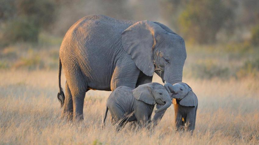 ElephantTwins