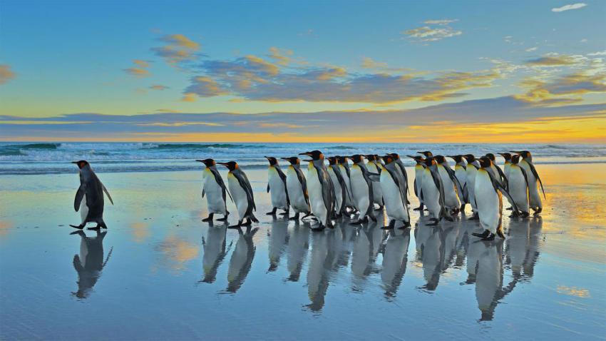 FalklandKings