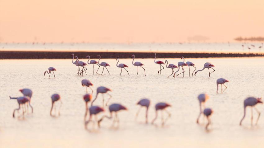 FlamingosSaintesMaries