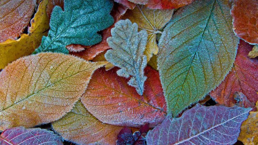 FrostLeaves
