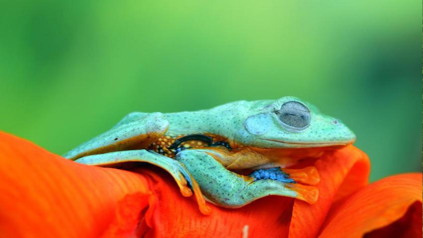 FrogMonth