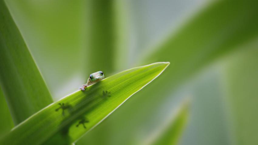 GeckoLeaf