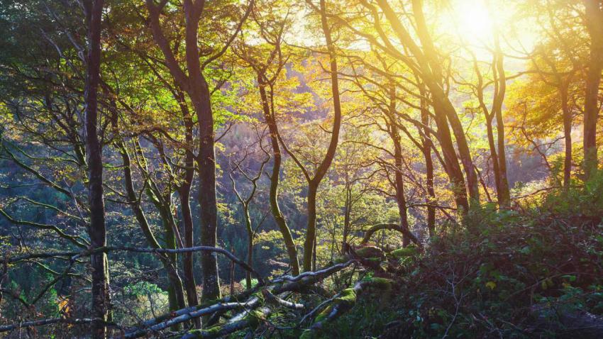GlenariffForest