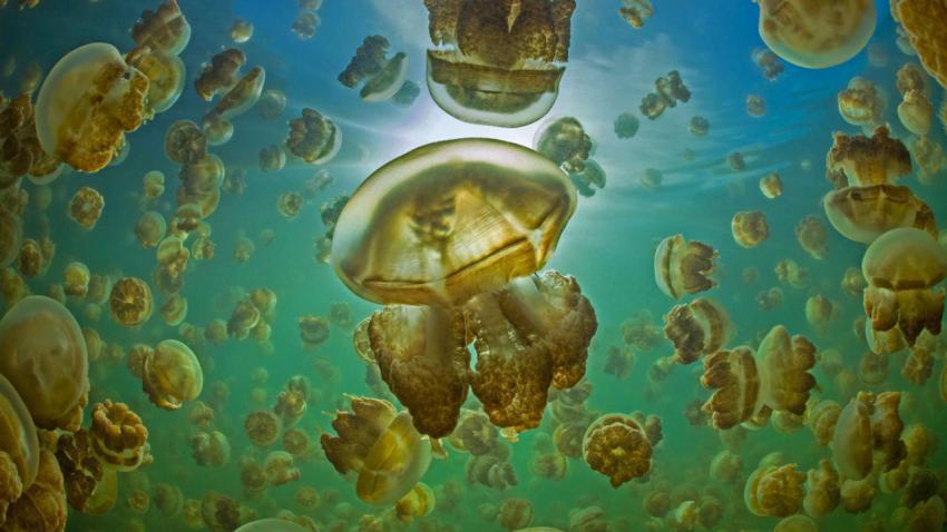 GoldenJellyfish