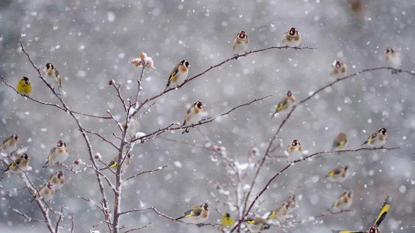 Goldfinch 1920x1080