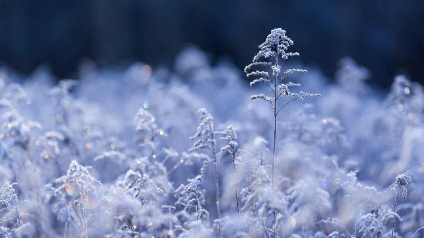 GoldruteWinter