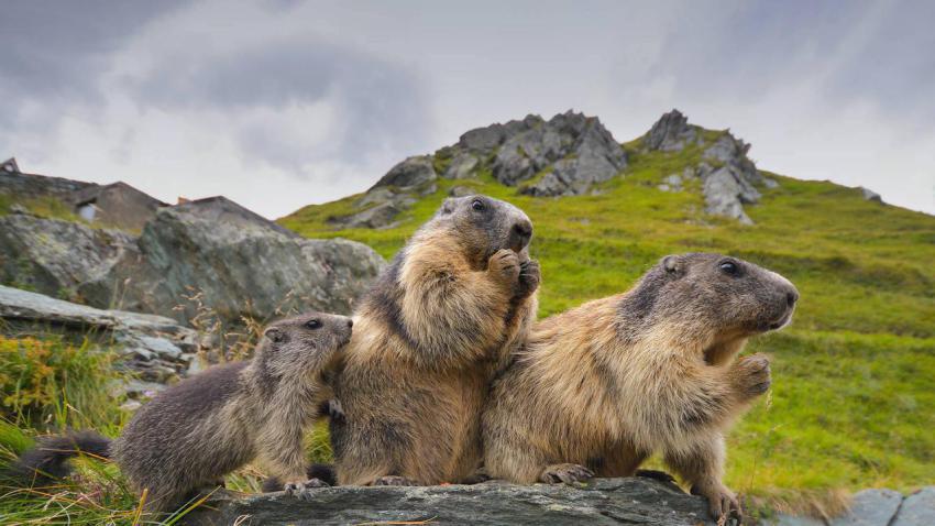 GroundhogThree