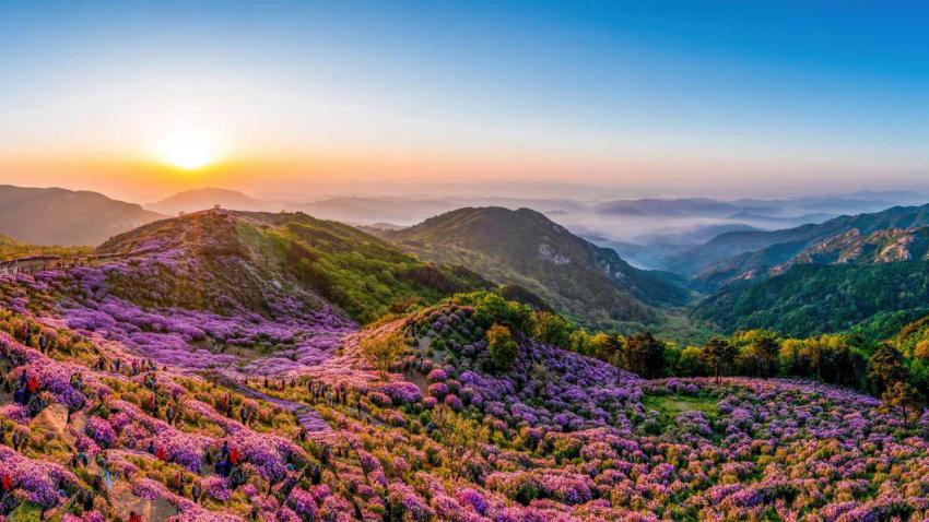 HwangmaesanAzaleas