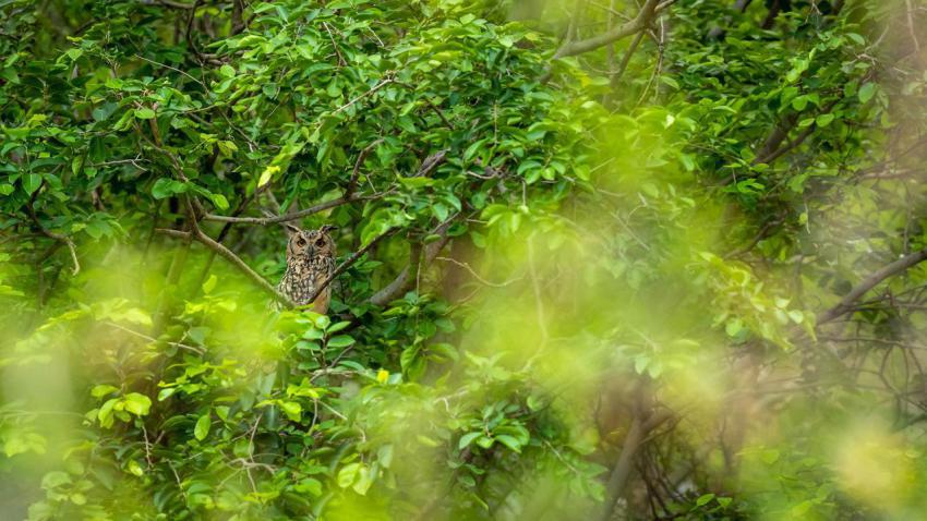 IndianEagleOwl