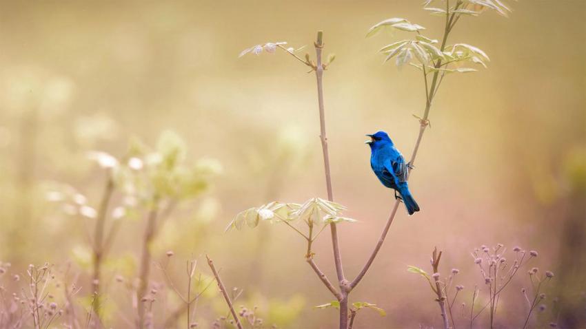 IndigoBunting 1920x1080