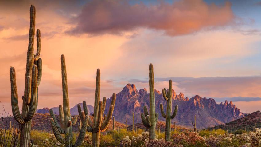 IronwoodCactus