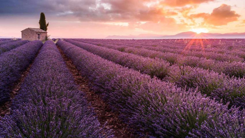 LavenderFrance