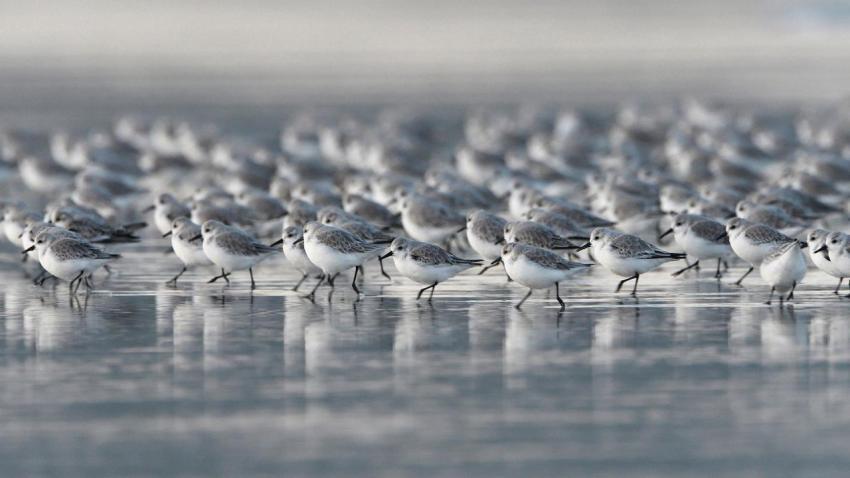 LittleBirds