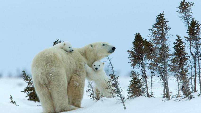 MilsePolarBear
