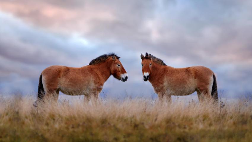MongoliaHorses