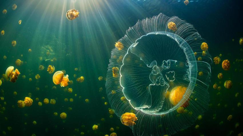 MoonJellyDay