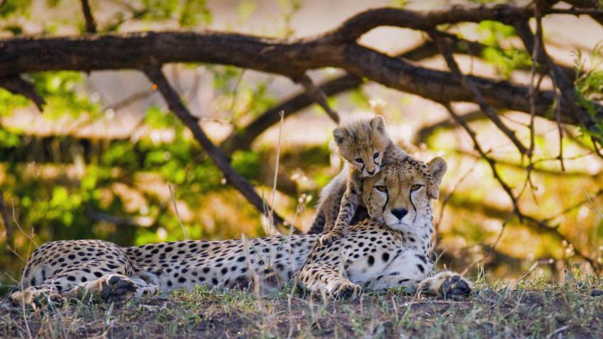 MotherCheetah