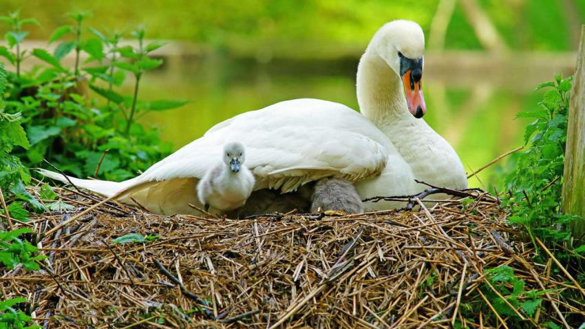 MotherSwan 1920x1080