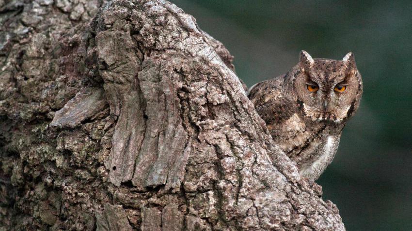 OldOwl2022