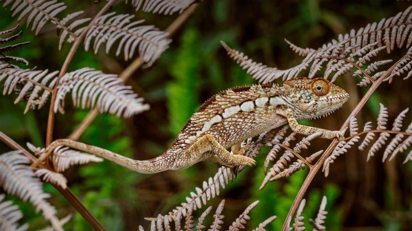 PantherChameleon