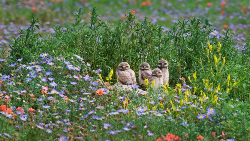 PawneeOwls 1920x1080
