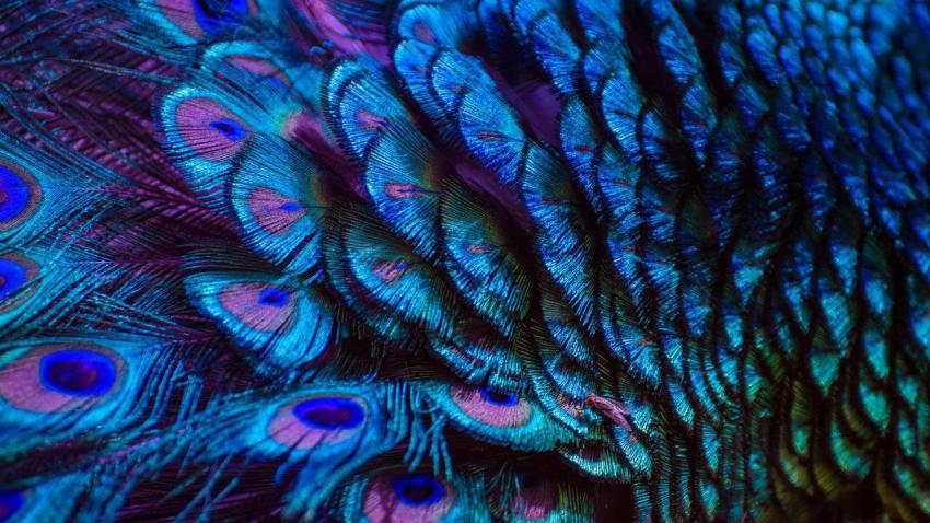 PeacockFeathers