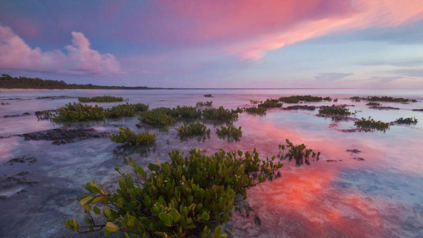 RedMangrove