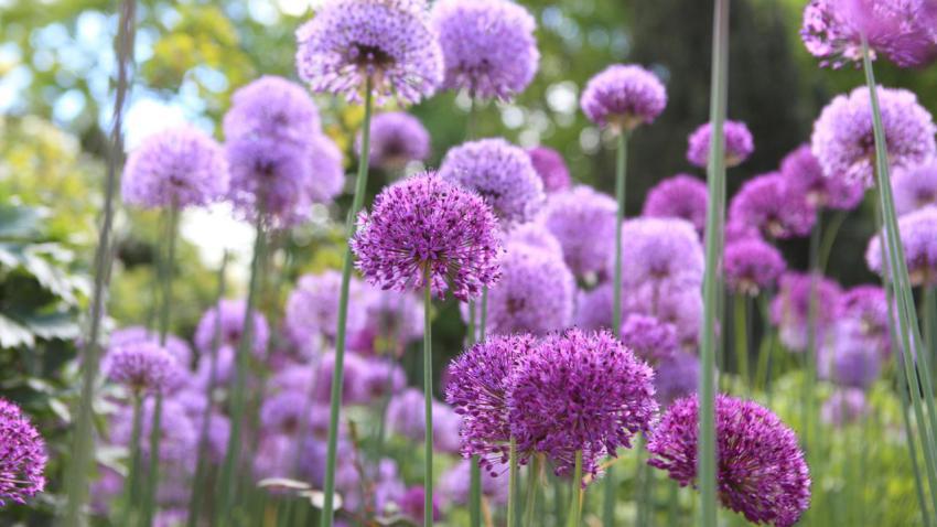 RiesenlauchAllium