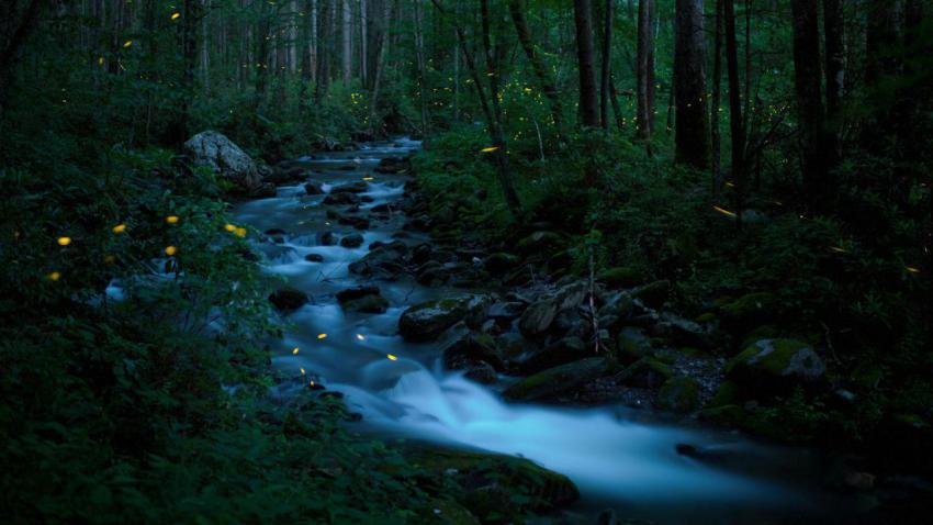 SmokyFireflies