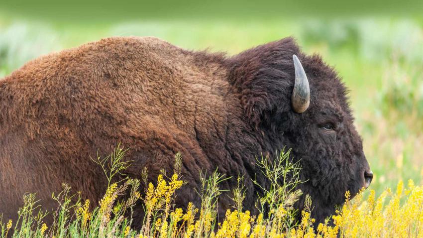 TetonBison