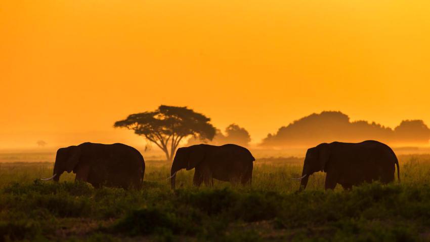 ThreeElephants