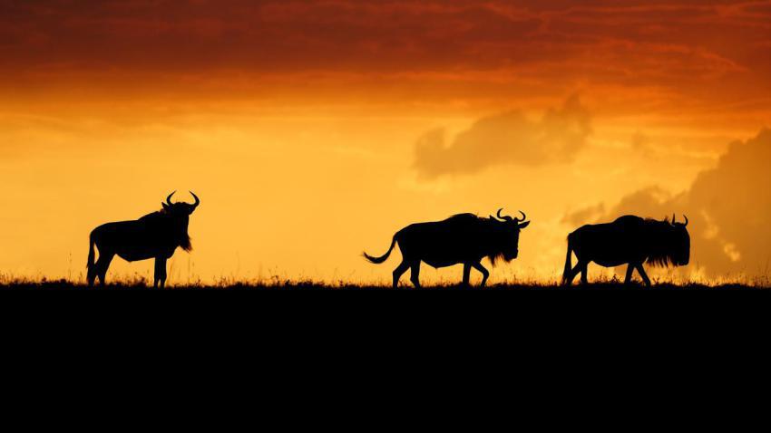 ThreeWildebeest