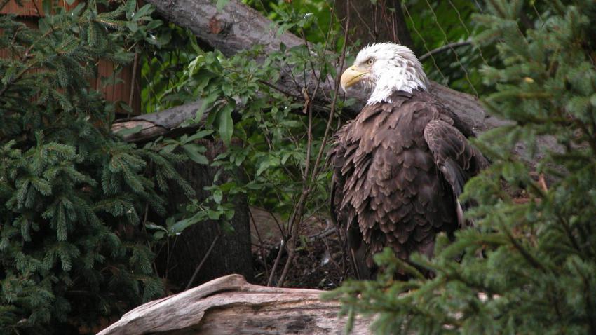 00093 baldeagle 2560x1440
