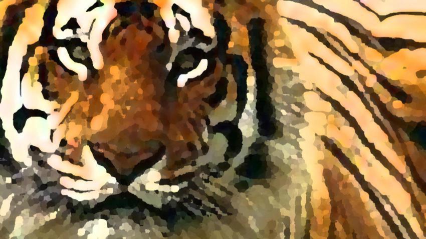00131 tiger 2560x1440