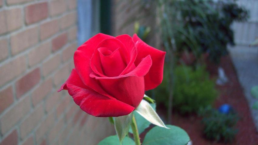 00144 rose 2560x1440