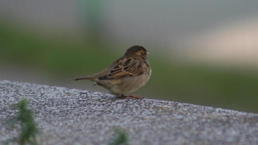 00239 sparrow 2560x1440