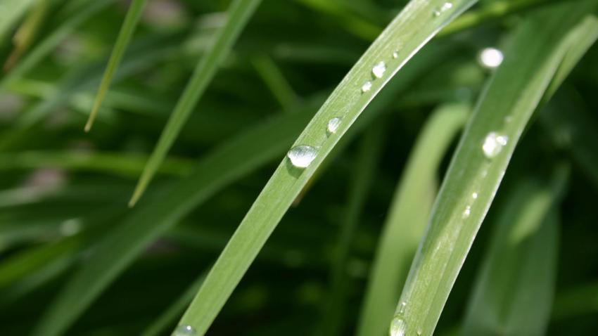 00386 dewdrop 2560x1440