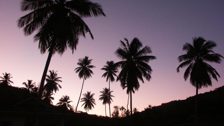 00465 twilightpalms 2560x1440