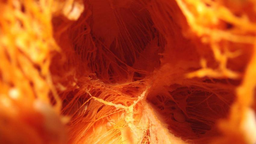 00575 innerpumpkin 2560x1440