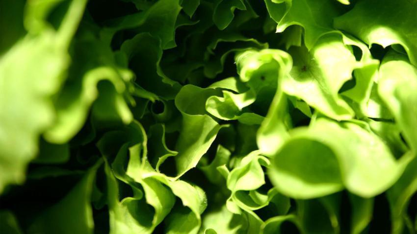 00636 greenstuff 2560x1440
