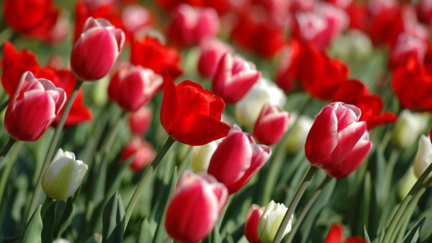 00787 tulipsinspring 2560x1440