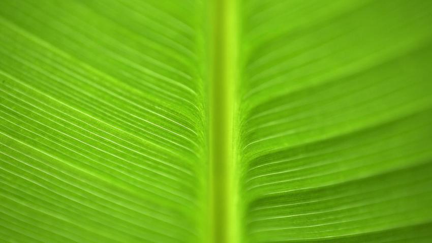 00886 greengoodness 2560x1440