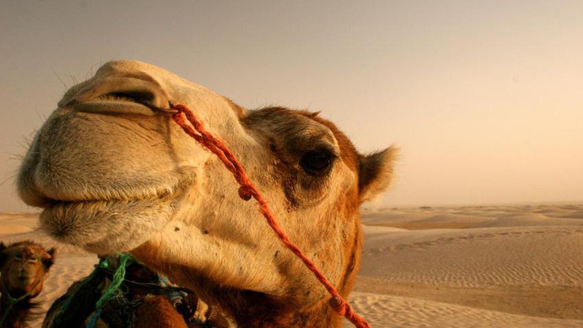 00944 camel 2560x1440